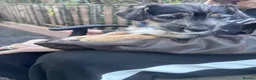 Jack Russell dogs for sale: jack Russle puppies - Advert 9