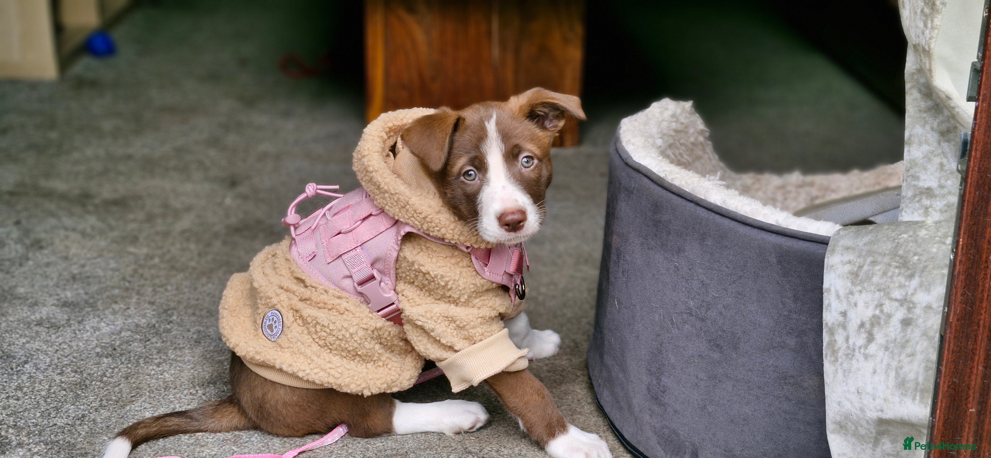 Mixed Breed dogs Bullgreyhound x collie (bull lurcher pup) - Advert 1