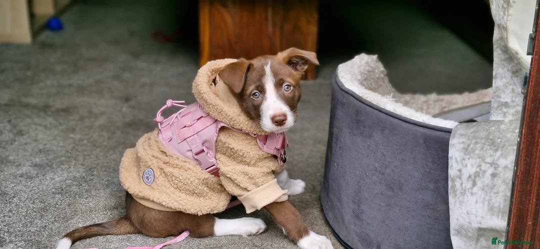 Mixed Breed dogs for sale: Bullgreyhound x collie (bull lurcher pup) - Advert 1