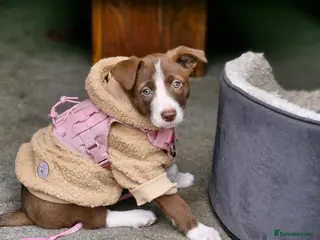 Mixed Breed dogs Bullgreyhound x collie (bull lurcher pup) - Advert 1