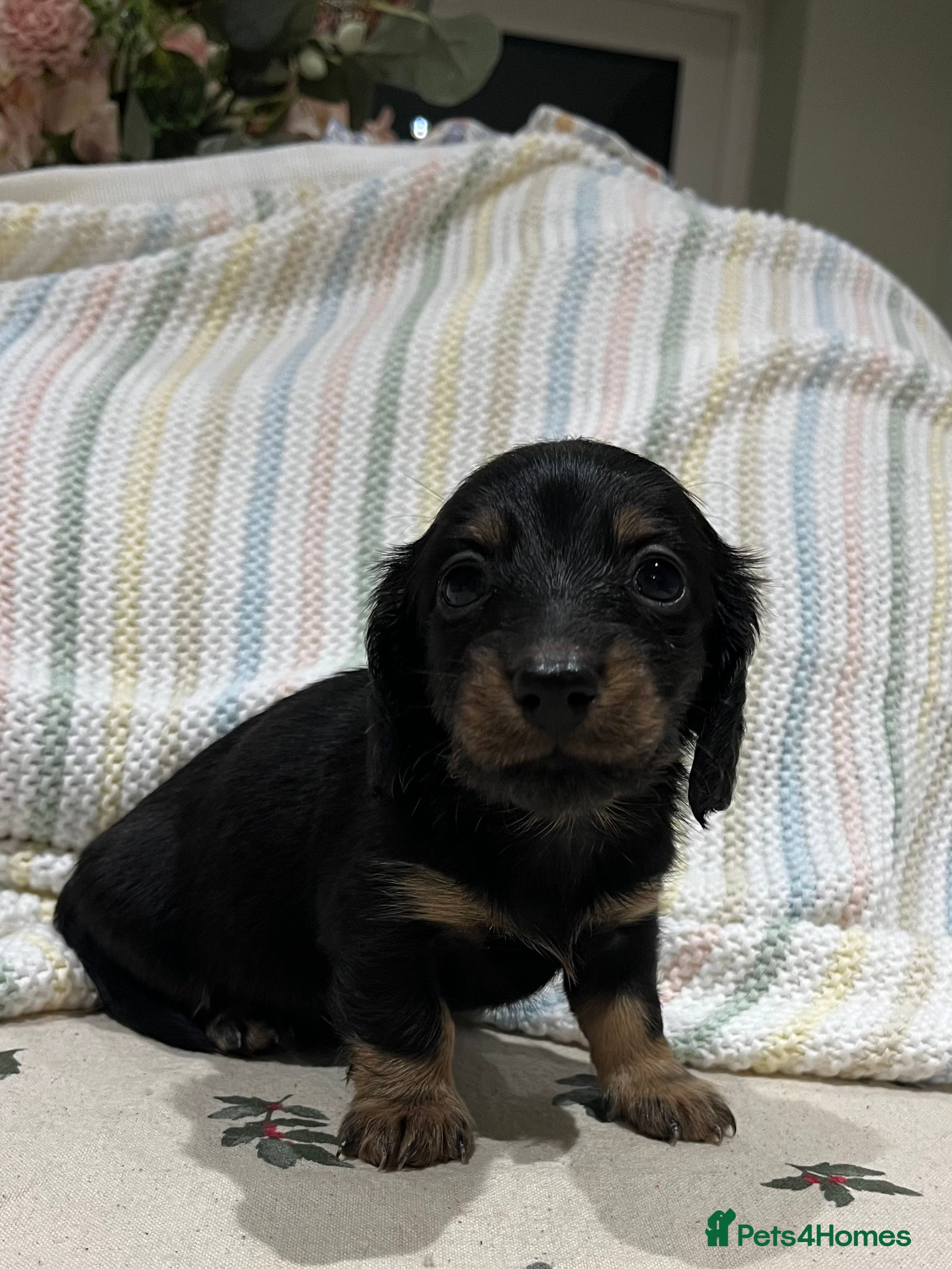 Miniature Dachshund dogs Mini long hair dachshund pups  - Advert 3