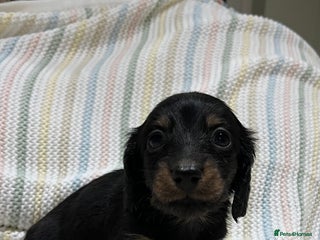 Miniature Dachshund dogs Mini long hair dachshund pups - Advert 3