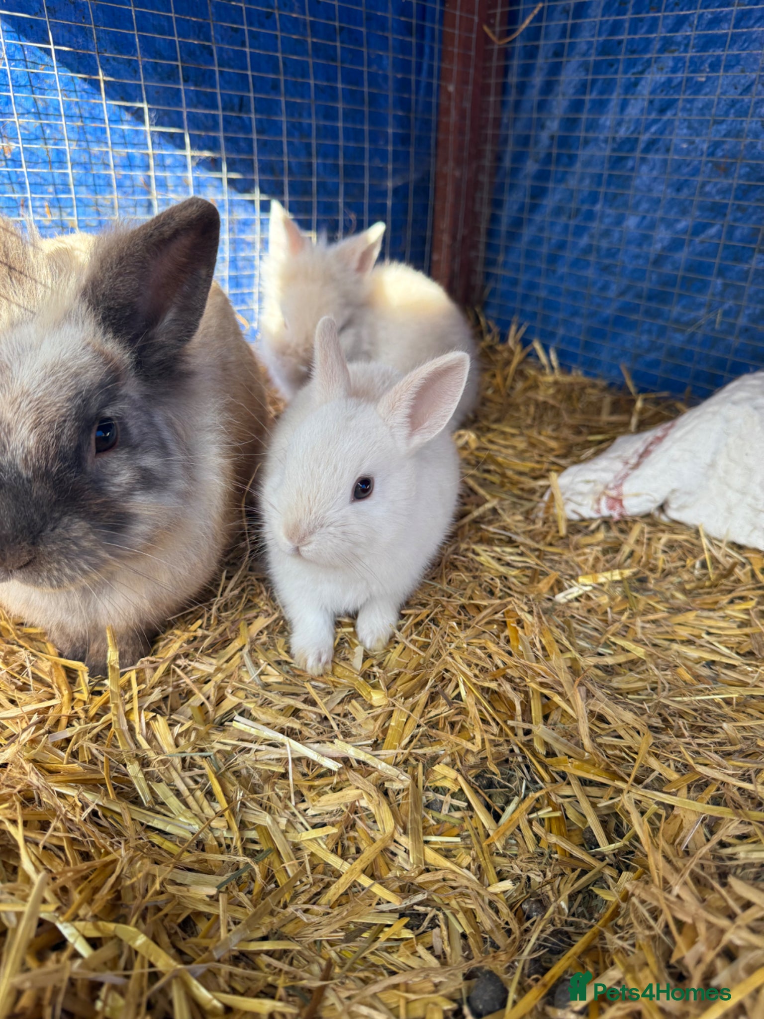 Lionhead rabbits 9x gorgeous fluffy lionhead bunnies  - Advert 1