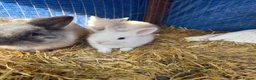 Lionhead rabbits for sale: 9x gorgeous fluffy lionhead bunnies  - Advert 1