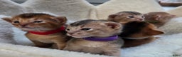 Abyssinian cats for sale: Gorgeous Tica  Abyssinian Kittens  - Advert 4