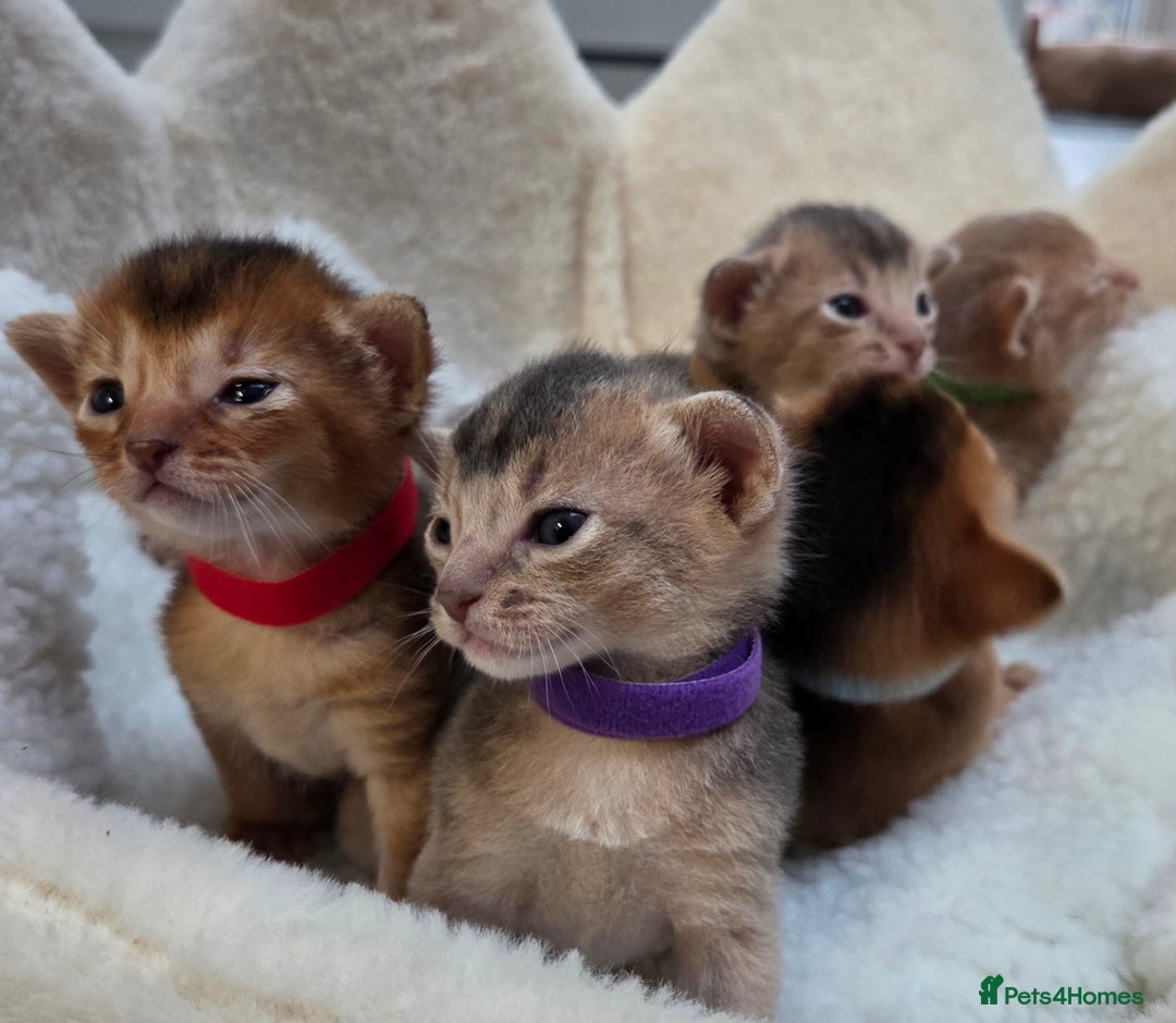 Abyssinian cats for sale: Gorgeous Tica  Abyssinian Kittens  - Advert 4