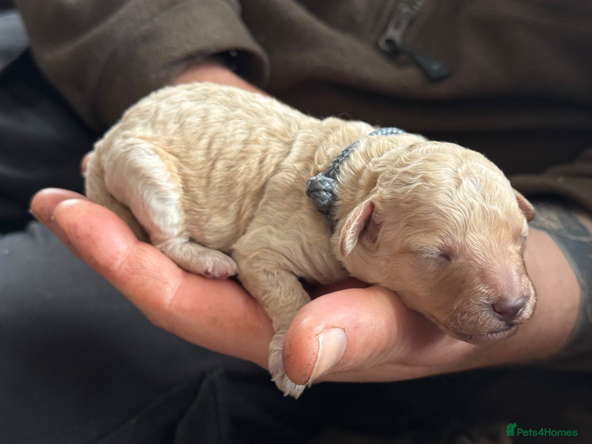 Mixed Breed dogs Adorable Small Miniature x Toy Poodle Puppies - Advert 16