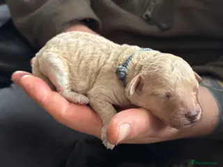 Mixed Breed dogs Adorable Small Miniature x Toy Poodle Puppies - Advert 16