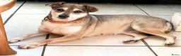 Mixed Breed dogs for adoption: Dawn for adoption in Leigh-on-Sea - Advert 1