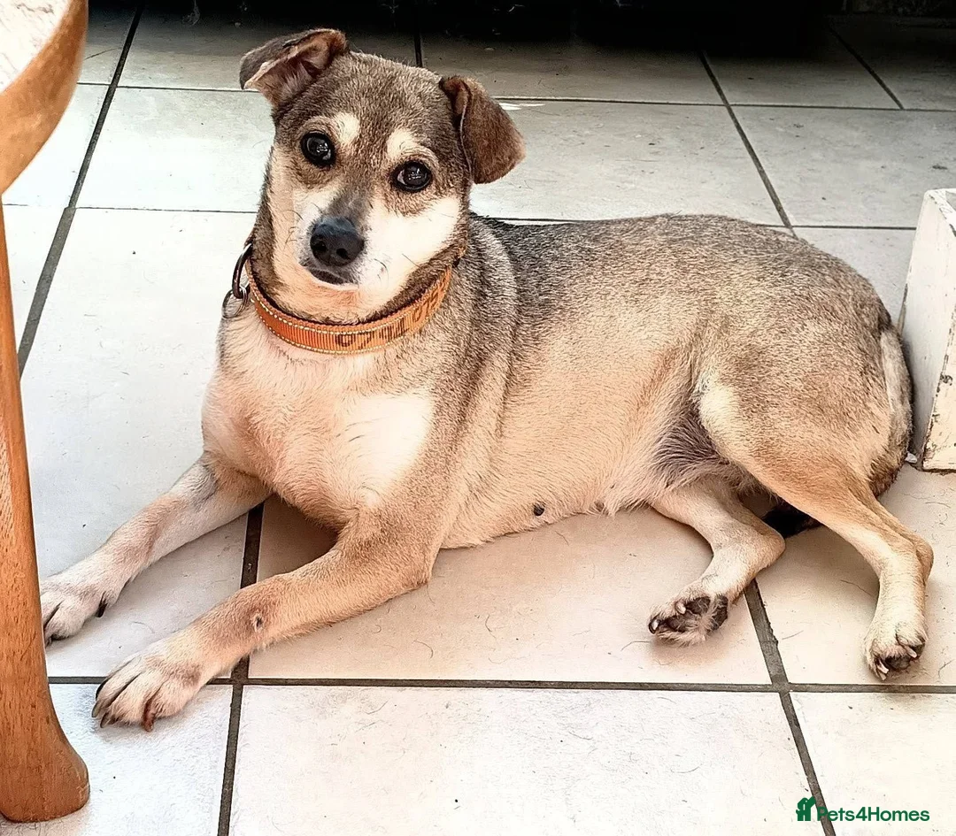 Mixed Breed dogs for adoption: Dawn for adoption in Leigh-on-Sea - Advert 1