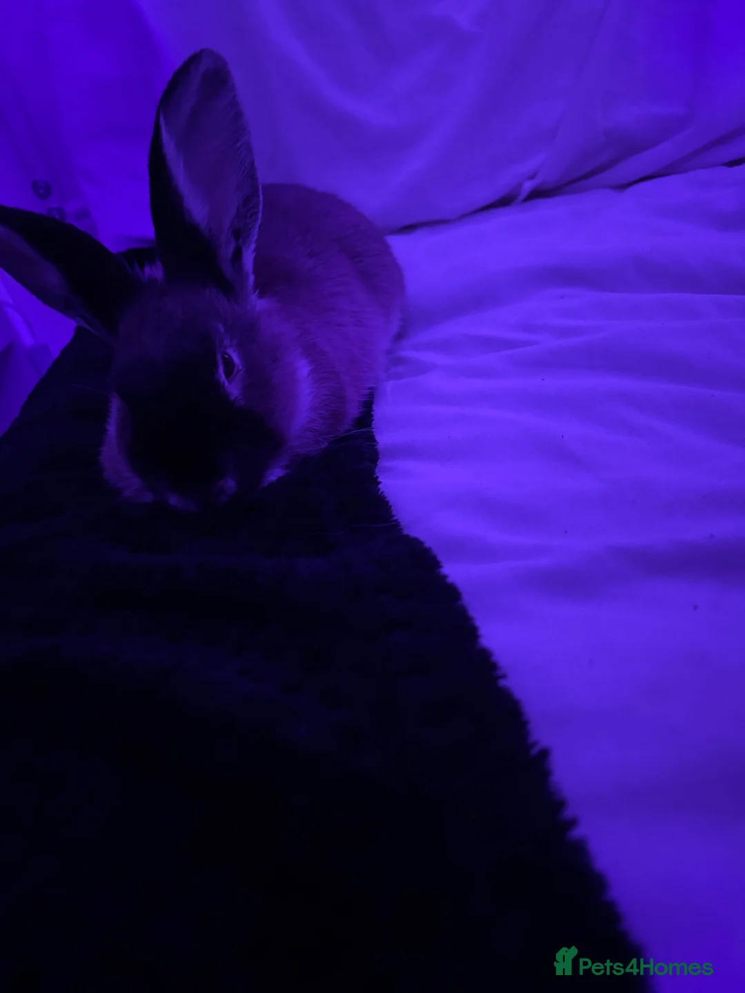 Rex rabbits for sale: Rabbit , comes with cage (pets at home cage) - Advert 2