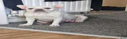 French Bulldog dogs for sale: Puppies for sale in Weymouth - Advert 9