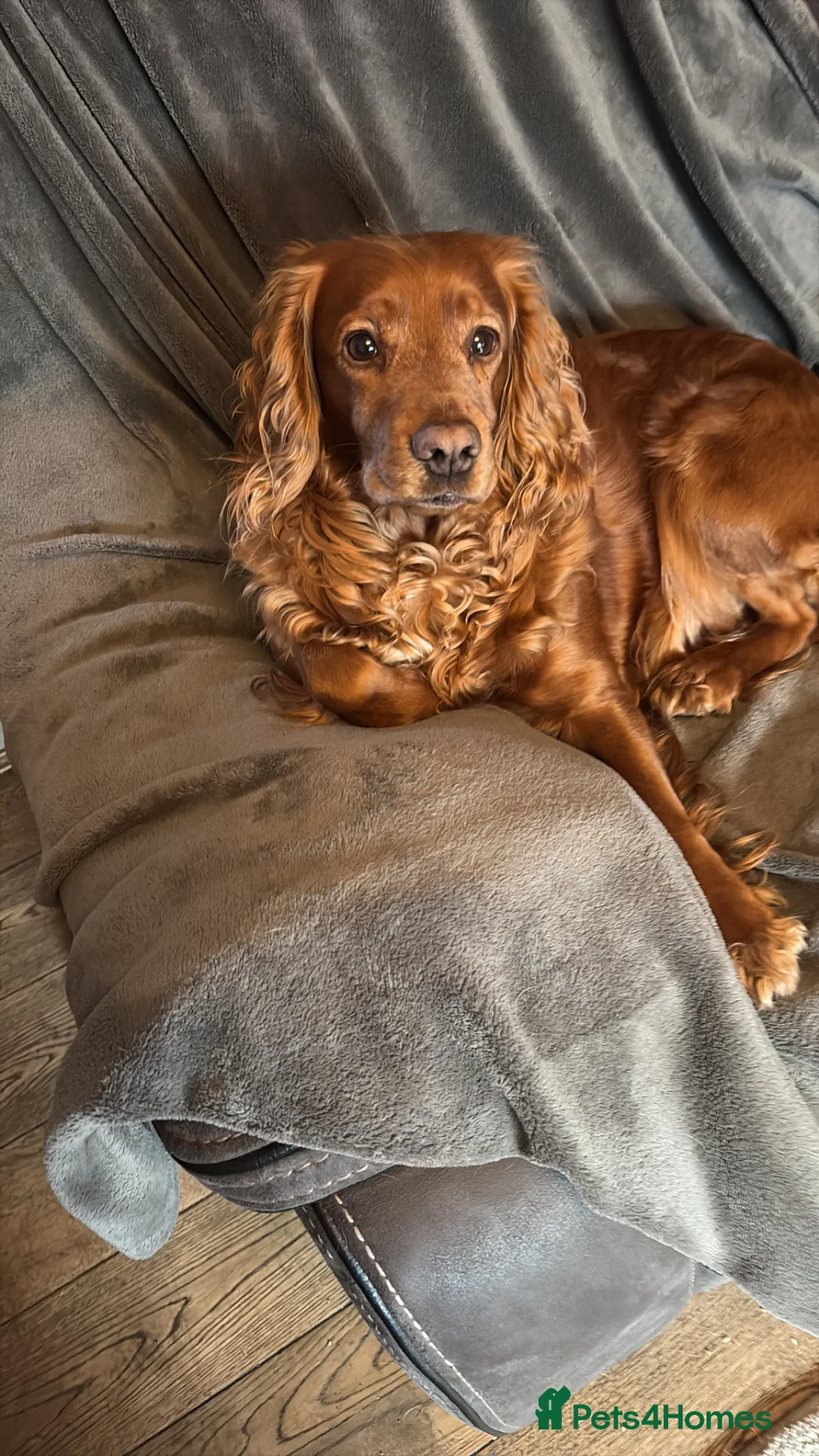 Cocker Spaniel dogs for sale: My pretty bitch Maisie has had six gorgeous pups in Shrewsbury - Advert 1
