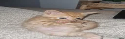Mixed Breed cats for sale: 4 beautiful mainecoon x Persian kittens in Taunton - Advert 7
