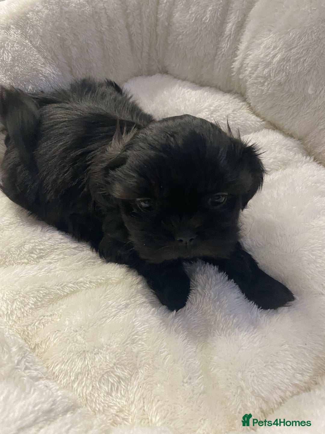 Shih Tzu dogs for sale: Imperial Shih Tzu three girls available - Advert 14