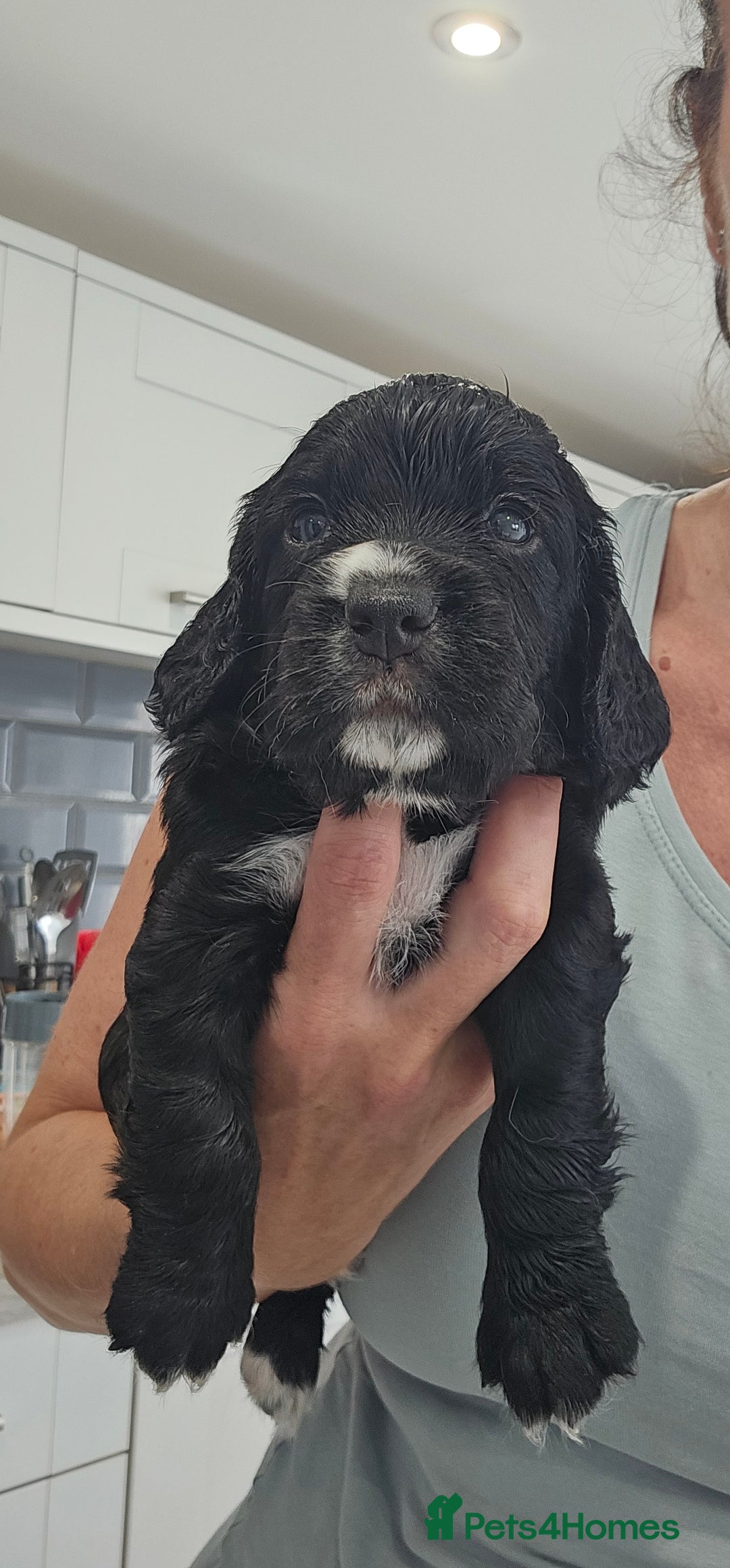 Cocker Spaniel dogs for sale: Beautiful Working Cocker Spaniel Puppies  - Image 10