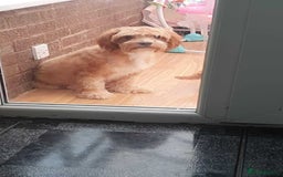 Cavapoo dogs for sale: Red cavapoo Boy and Girl  - Image 8