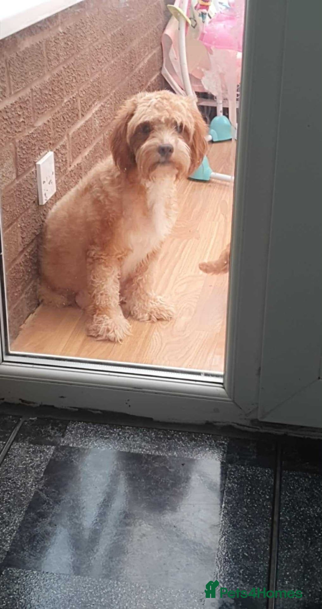 Cavapoo dogs for sale: Red cavapoo Boy and Girl  - Image 8