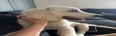 Golden Retriever 1