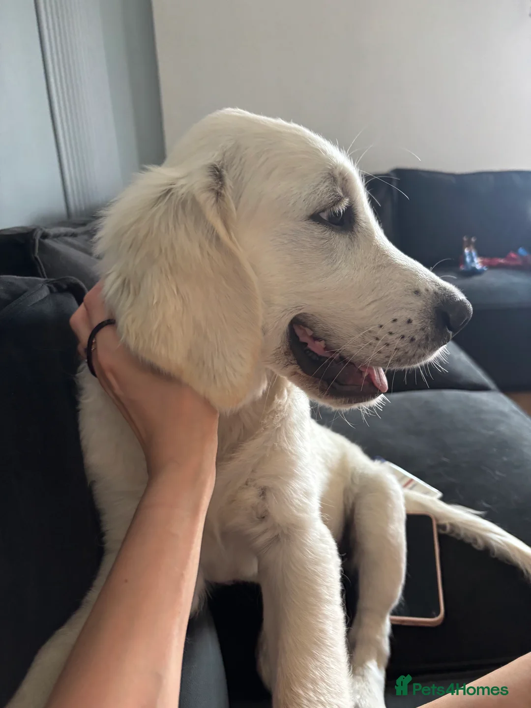 Golden Retriever dogs for sale: Bear- KC REGISTERED CHAMP LINES GOLDEN BOY - Advert 2