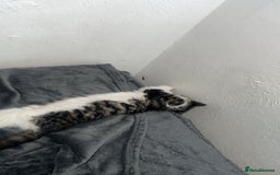 Mixed Breed cats for sale: Female kitten in Waltham Cross - Image 2