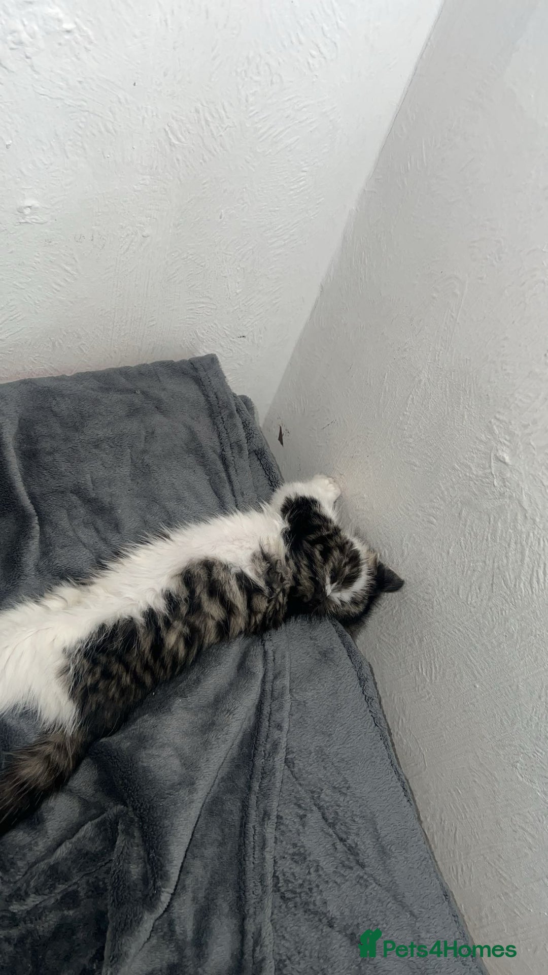 Mixed Breed cats for sale: Female kitten in Waltham Cross - Image 2
