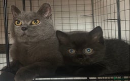 British Shorthair cats for sale: British short hair cross kittens, grey black.  - Image 3
