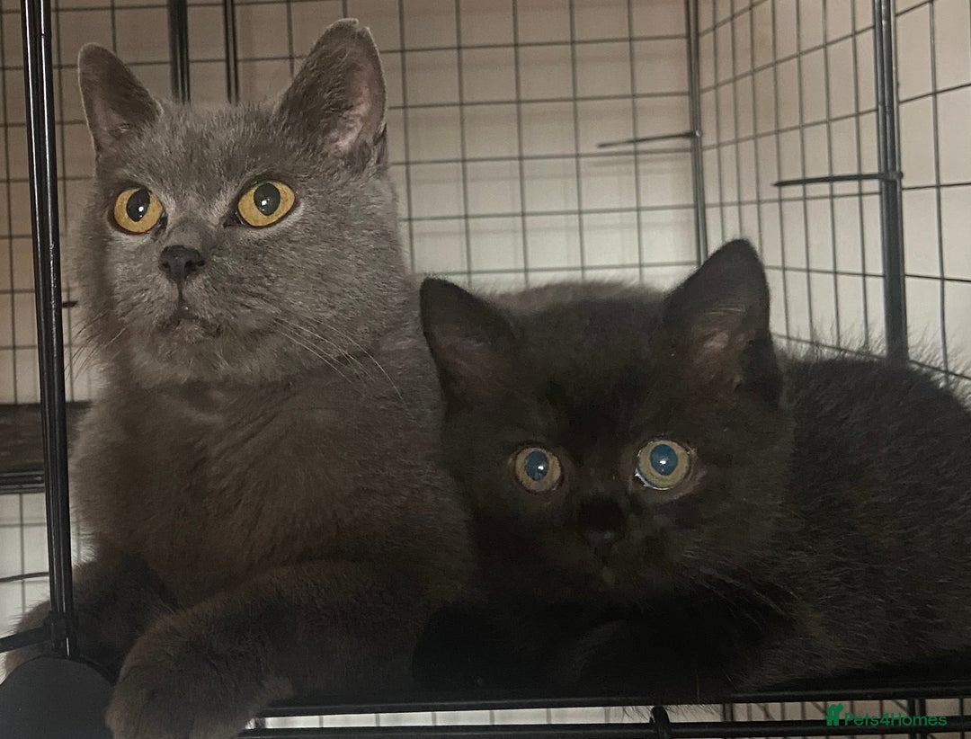 British Shorthair cats for sale: British short hair cross kittens, grey black.  - Image 3