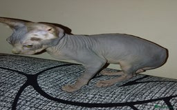 Sphynx cats for sale: Beautiful blue tabby girl - Advert 10