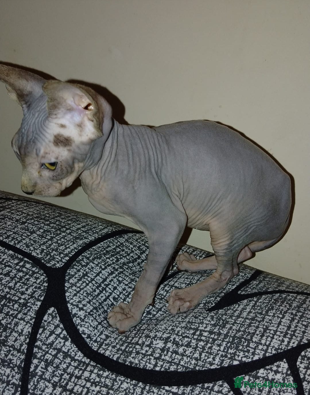 Sphynx cats for sale: Beautiful blue tabby girl - Advert 10