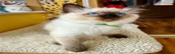 Ragdoll cats for sale: Seal colourpoint Ragdoll  - Advert 3