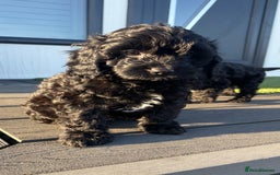 Cavapoo dogs for sale: Waiting list open for cavapoo puppies  - Image 11