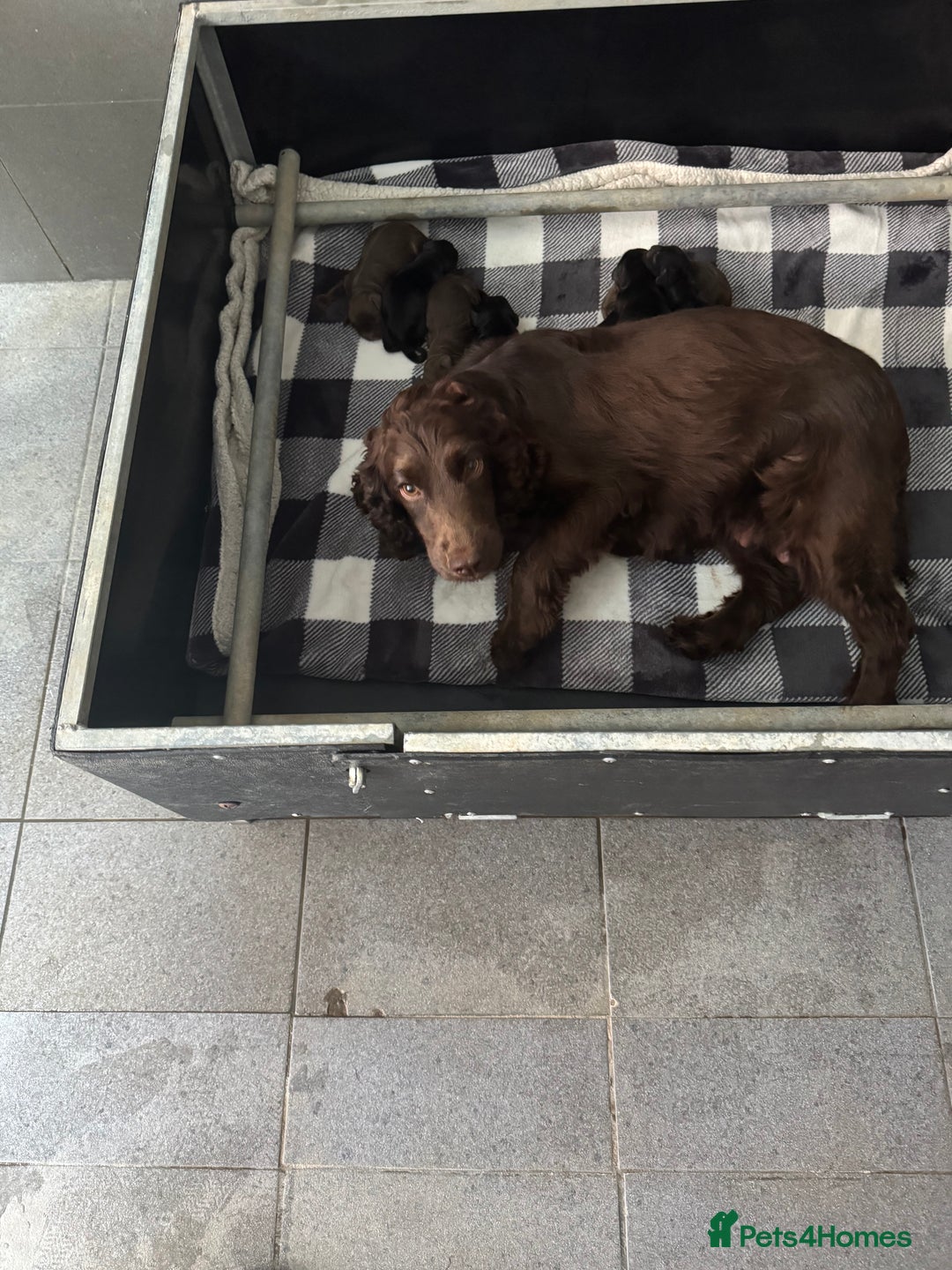 Cocker Spaniel dogs for sale: 3 Working Cocker Spaniel Dogs  - Image 11