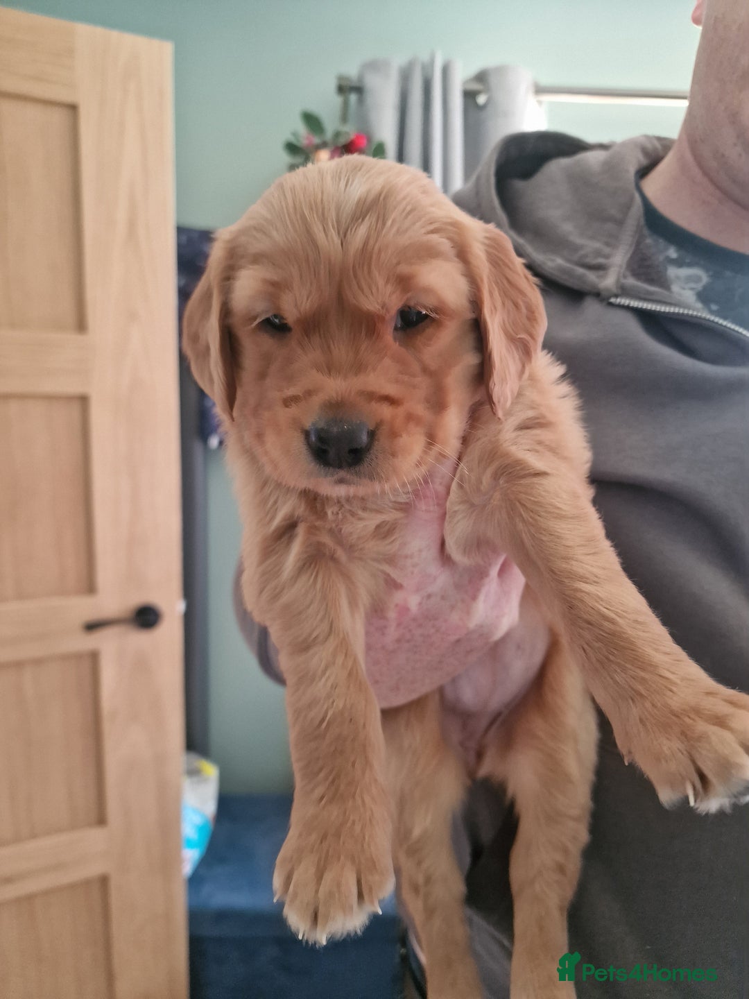 Golden Retriever dogs for sale: Beautiful KC-Registered Golden Retriever Puppies - Advert 35