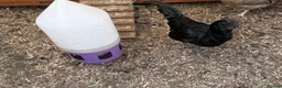 Chickens poultry for sale: Hens, roosters and chicks  - Advert 12