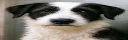 Mixed Breed dogs for adoption: Meet PANDA - a Superb Young Boy for a Loving Home in Leicester - Advert 5