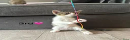 Mixed Breed cats for sale: Kittens  in Grantham - Advert 29
