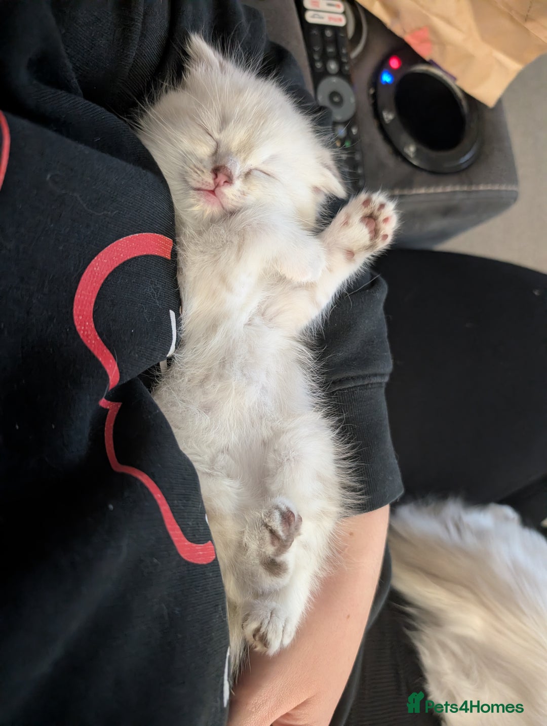 Mixed Breed cats for sale: Scottish Fold x Ragdoll Kitten - Advert 8