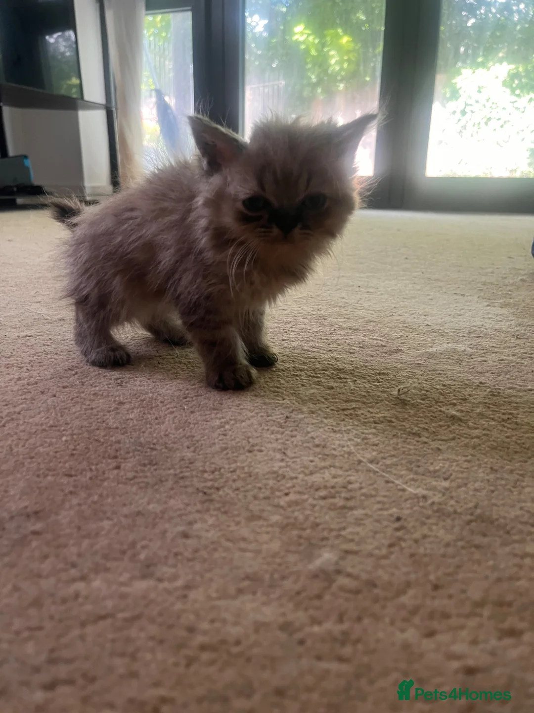 Mixed Breed cats for sale: Gorgeous grey fluffy kittens collect today  - Advert 2