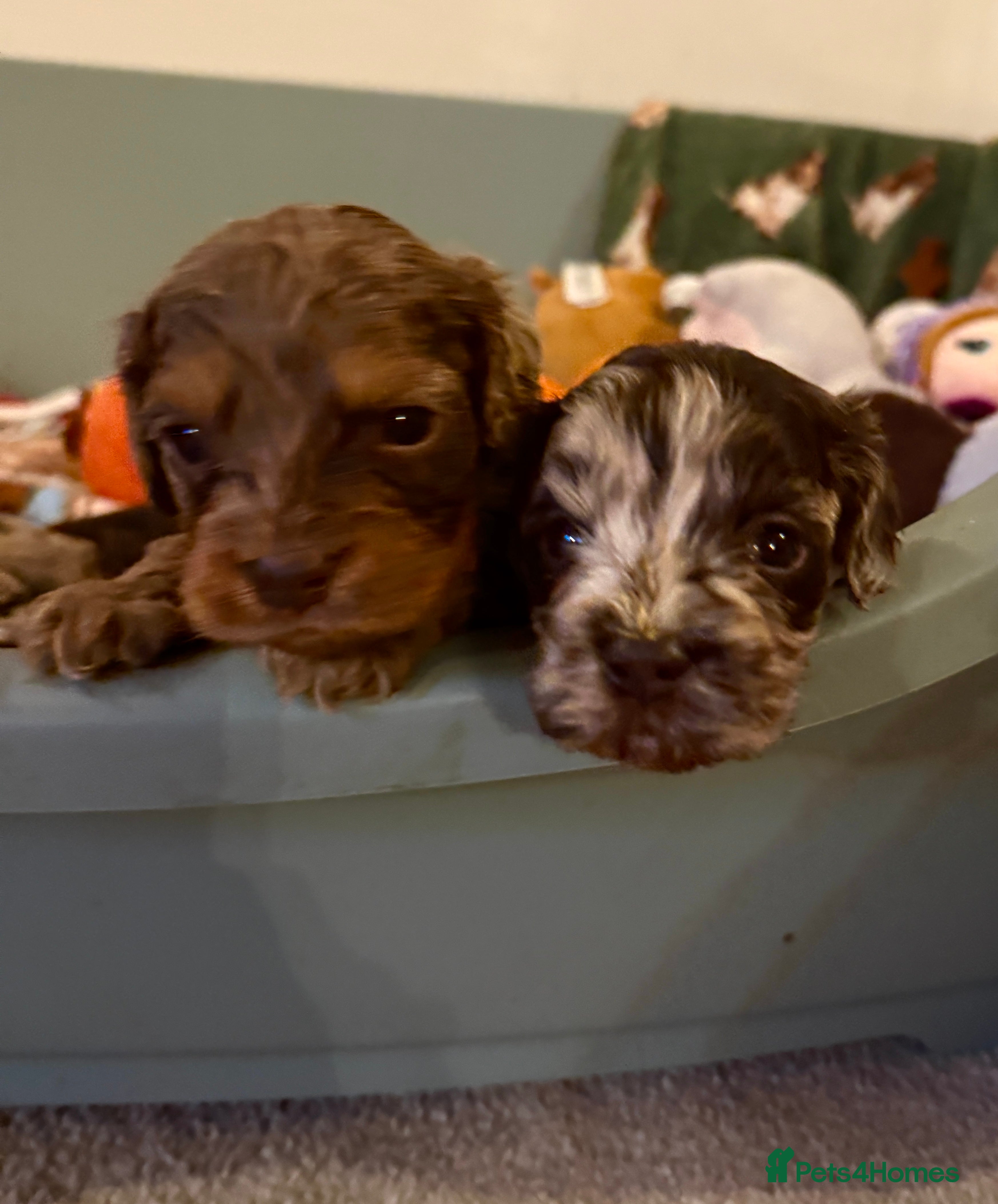 Cockapoo dogs Chocolate merl and tan point American cockapoo  - Advert 1