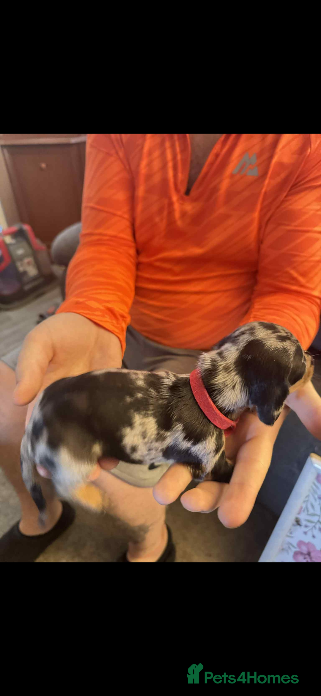Miniature Dachshund dogs for sale: Miniature dachshund puppies for sale - Image 2