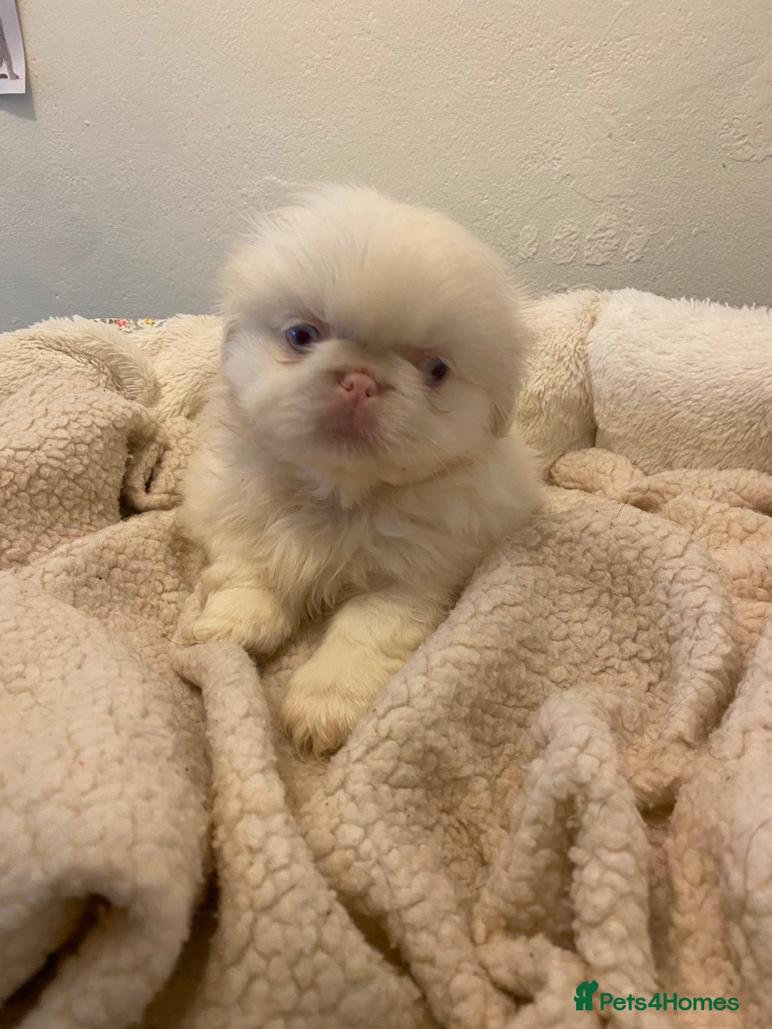 Pekingese dogs for sale: Pink Pekingese puppies  - Advert 11