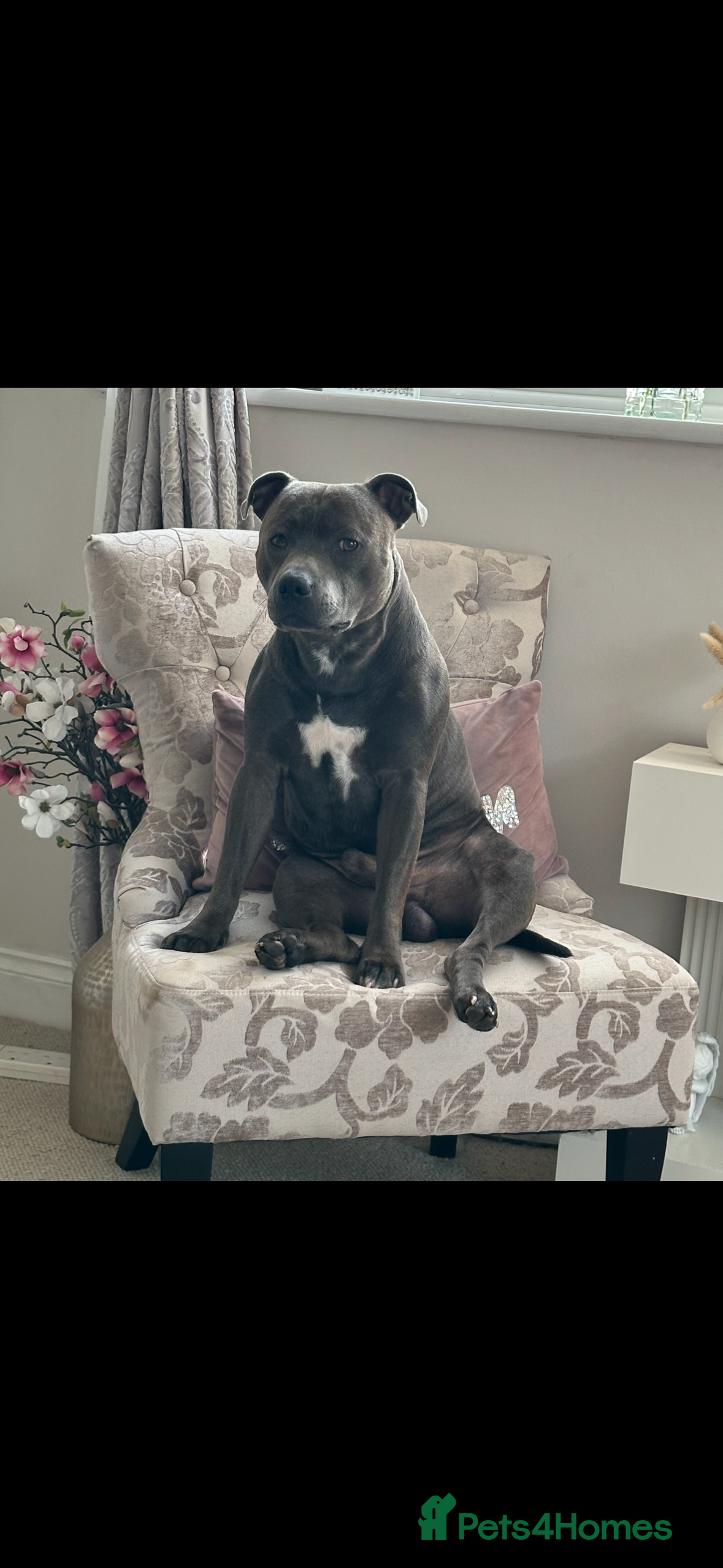 Staffordshire Bull Terrier dogs Stud offered- Blue Staffordshire Bull Terrier Stud in Wickford - Advert 21