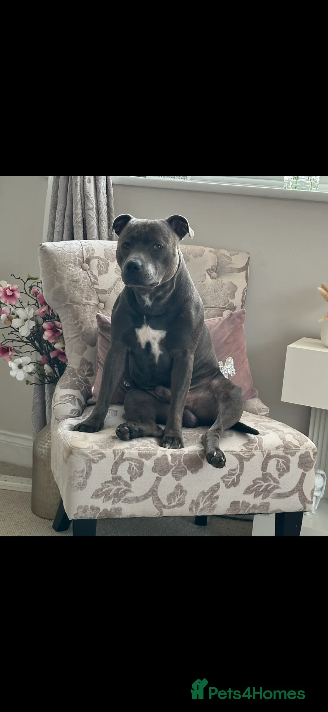 Staffordshire Bull Terrier dogs for stud: Stud offered- Blue Staffordshire Bull Terrier Stud in Wickford - Advert 1