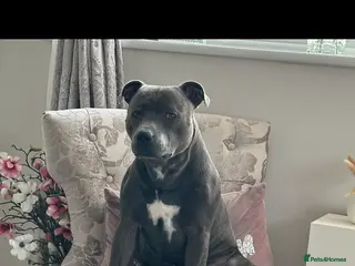 Staffordshire Bull Terrier dogs Stud offered- Blue Staffordshire Bull Terrier Stud in Wickford - Advert 20