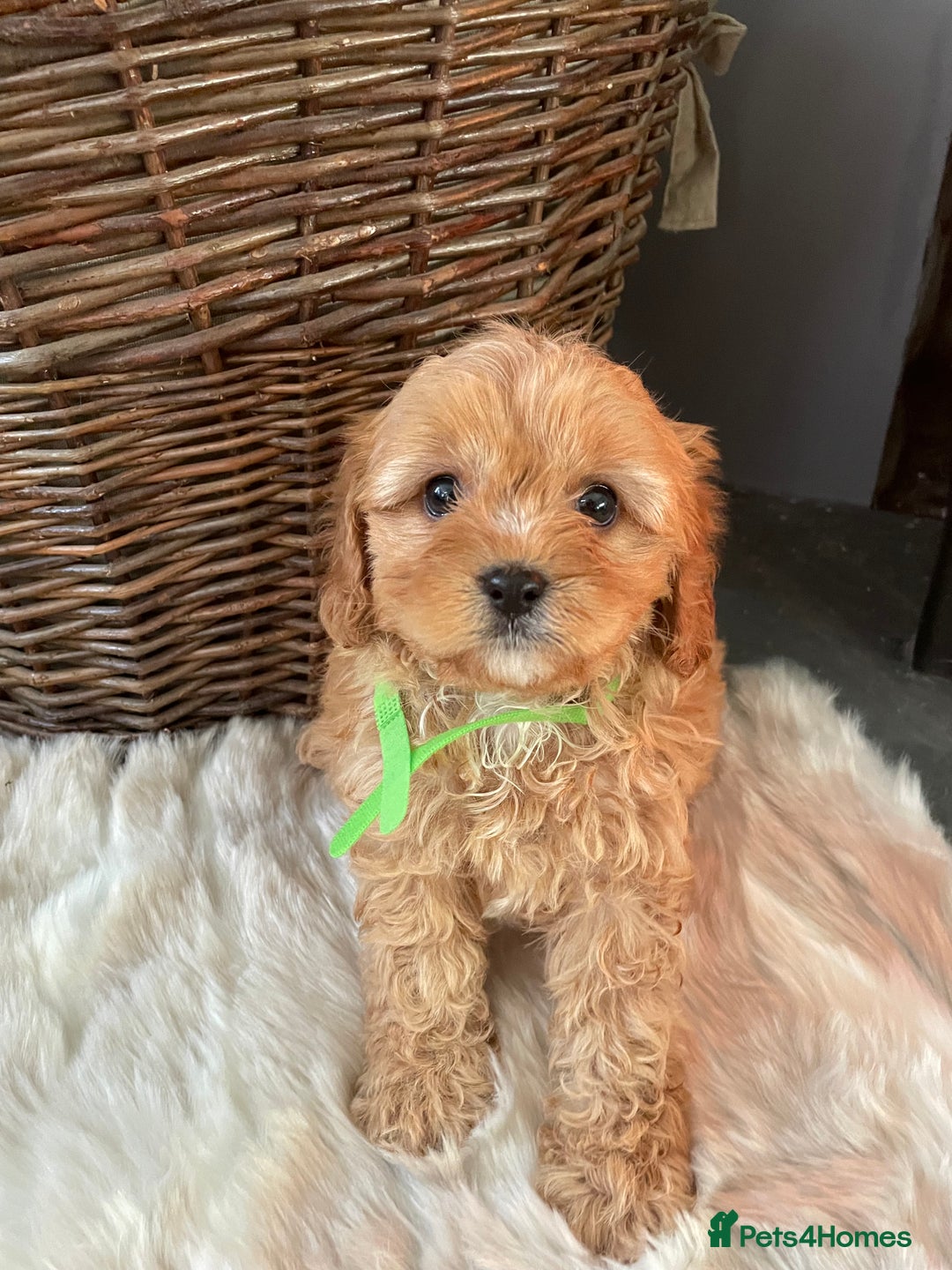 Cavapoo dogs for sale: Gorgeous Cavapoo Puppies - Advert 4