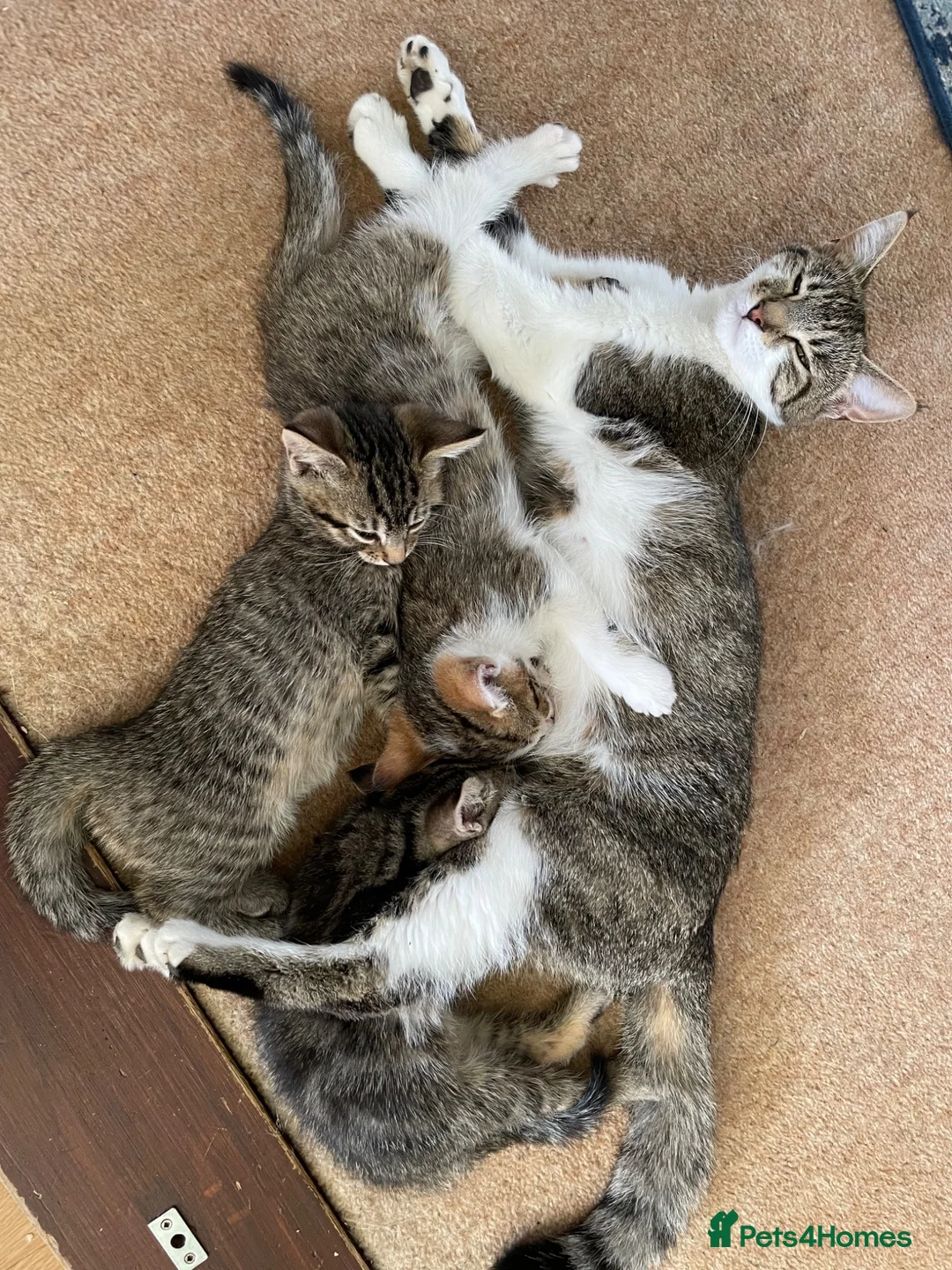 Mixed Breed cats for sale: Ready to leave: 9 weeks old-Tabby kittens  - Advert 1
