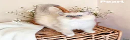 Ragdoll cats for sale: Stunning fluffy blue-point ragdoll female kittens  - Advert 11