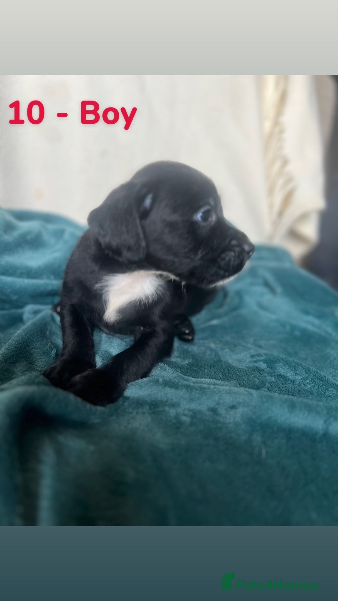 Mixed Breed dogs for sale: Old Tyme English Bulldog x Sproodle Puppies - Image 19