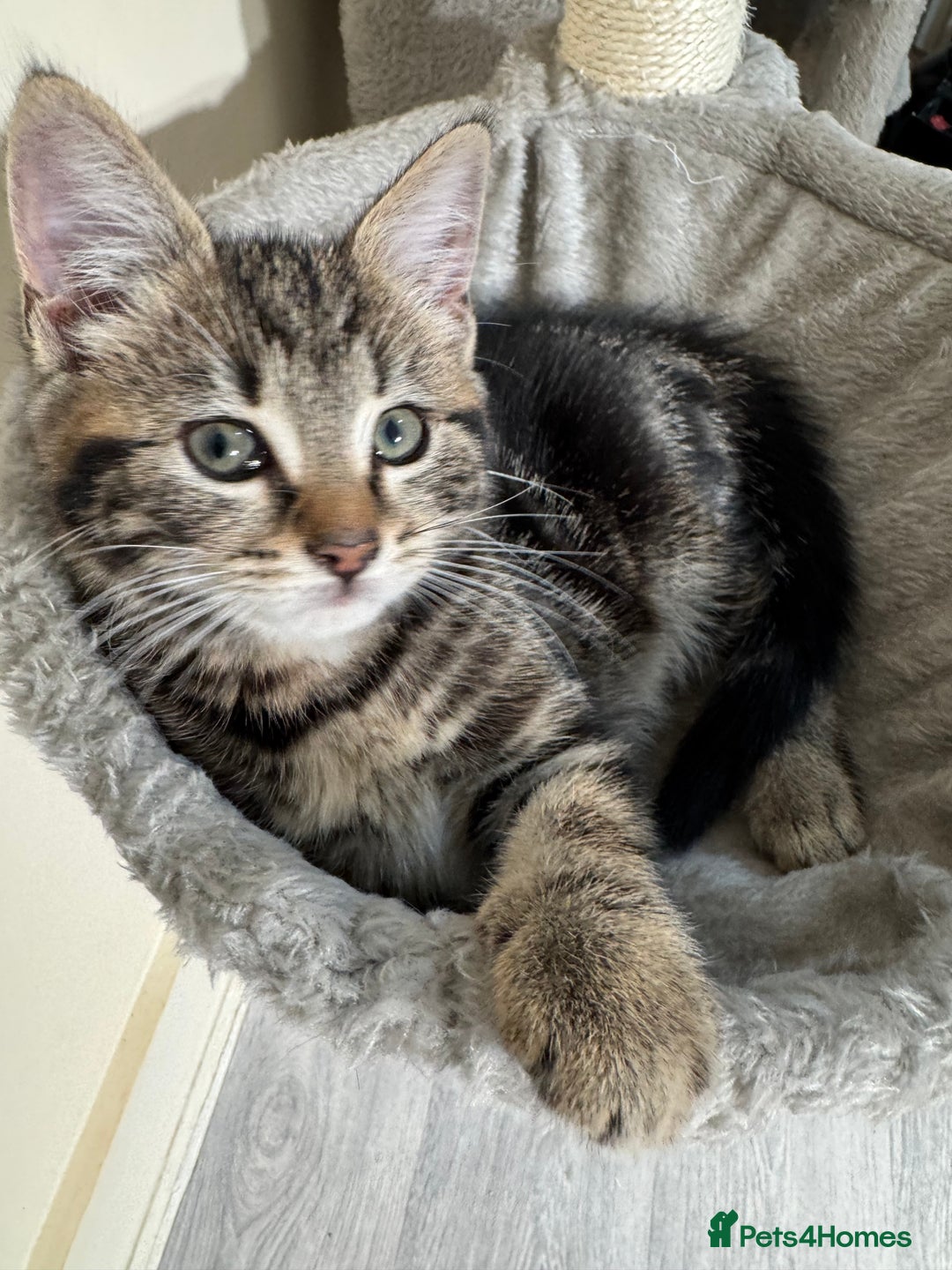 Domestic Shorthair cats for sale: Tabby kitten and Russian blue cross - Advert 6